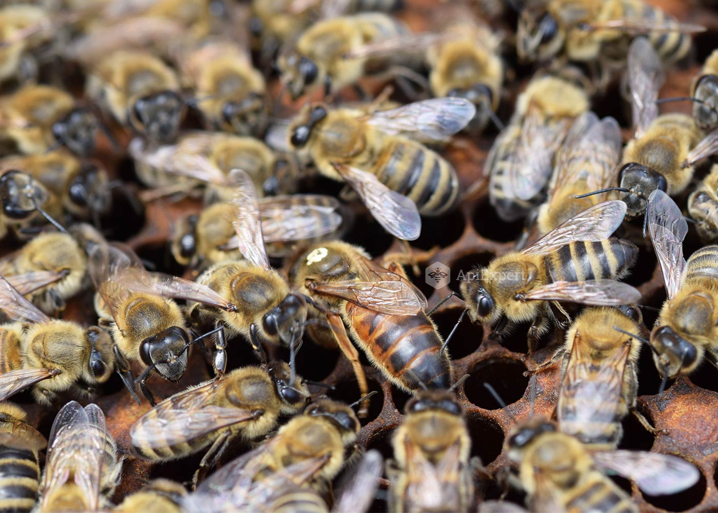Пчелосемьями купить краснодарский. Матка Карника, Карпатка ,Бакфаст. Пчелопакеты,пчелосемьи Карника. Пчела Карника. Карника порода пчел.
