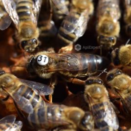 Carpathian Queen Bees (artificially inseminated)