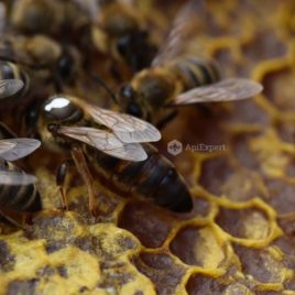 Carpathian Queen Bees (naturally mated)