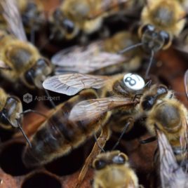 Caucasian Queen Bees (artificially inseminated)