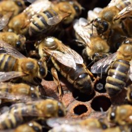 Caucasian Queen Bees (naturally mated)