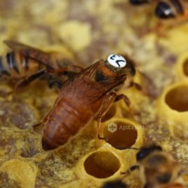 Italian Queen Bees (artificially inseminated)