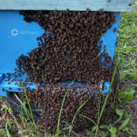 Bee Colonies (Families) on 10 Dadant Frames