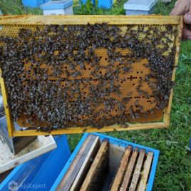 Bee Swarms on 6 Dadant Frames