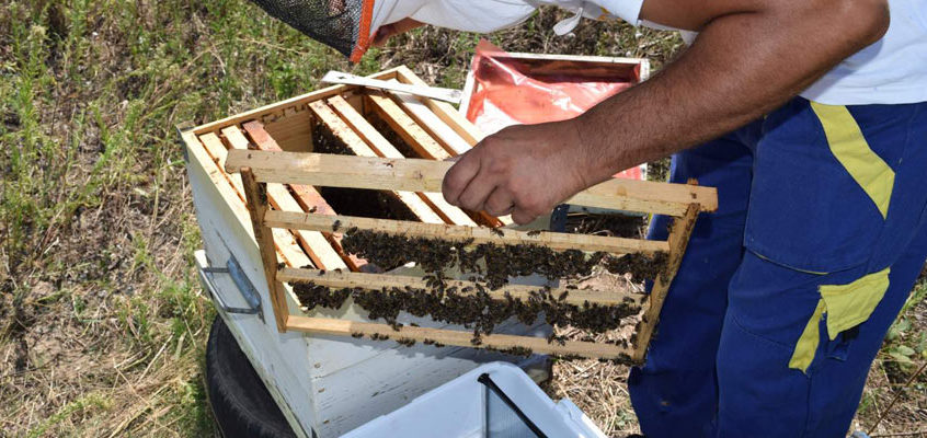 Queen Rearing (raising): a realistic approach based on understanding the honeybee